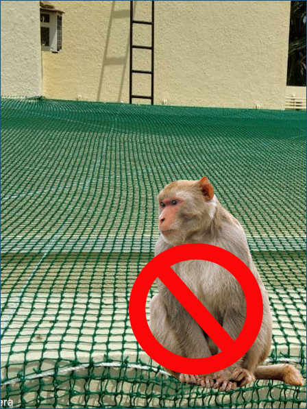 Monkey Safety Nets in Bhubaneswar