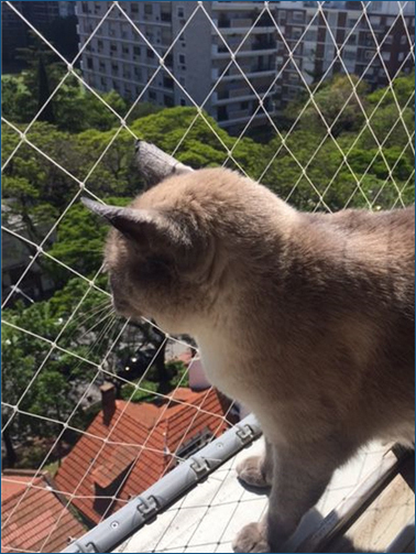 Pet Safety Nets in Bhubaneswar